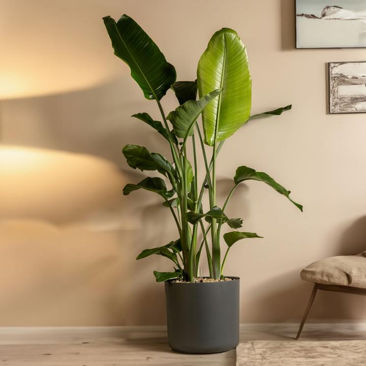 Produktbild Plant in a Box Strelitzia Nicolai - Paradiesvogelblume (155 cm)