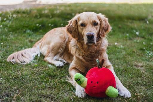 Produktbild Beeztees Bz Plu Hund Spielz Versteck Ap (Plüschspielzeug Hund)