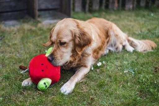 Produktbild Beeztees Bz Plu Hund Spielz Versteck Ap (Plüschspielzeug Hund)