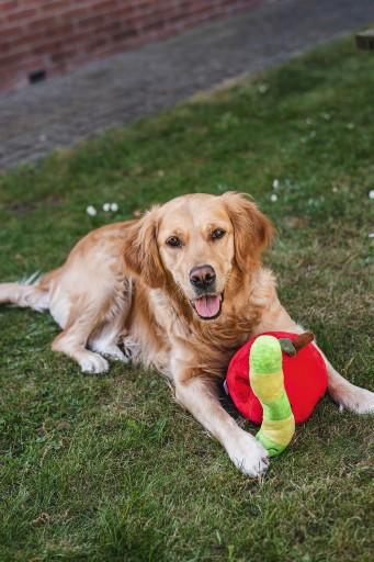 Produktbild Beeztees Bz Plu Hund Spielz Versteck Ap (Plüschspielzeug Hund)