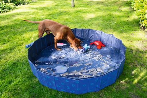 Immagine prodotto Beeztees Piscina per cani (Piscina per cani)