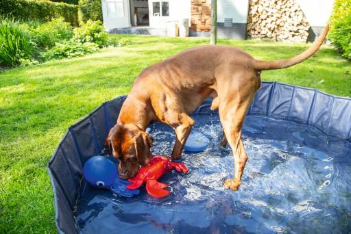 Immagine prodotto Beeztees Piscina per cani (Piscina per cani)