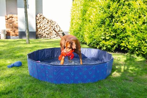 Immagine prodotto Beeztees Piscina per cani (Piscina per cani)