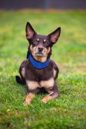 Actual product image Beeztees Bz Quick Cooler Halsb Izi Bla (M, Dog, General)