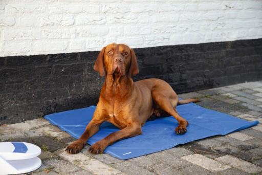 Actual product image Beeztees Quick (Dog)
