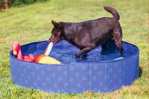 Immagine prodotto Beeztees Piscina per cani (Piscina per cani)