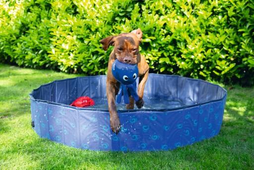 Immagine prodotto Beeztees Piscina per cani (Piscina per cani)