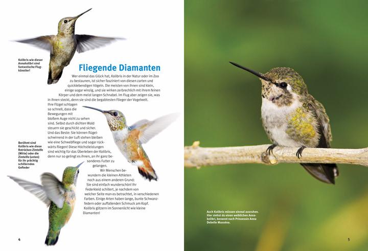 Image du produit Entdecke die Kolibris (Allemand, Leonie Proscurcin, 2016)