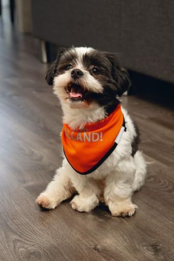 Image du produit Beeztees Hup Holland foulard chien (L, Gilet de sauvetage pour chien)