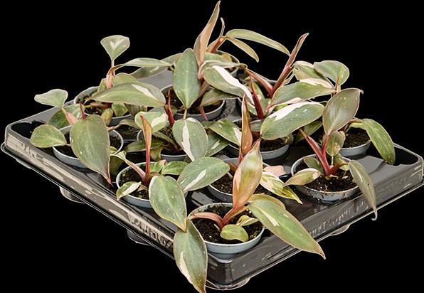 Produktbild Mahaloplants Philodendron Pink Princess (8 cm)