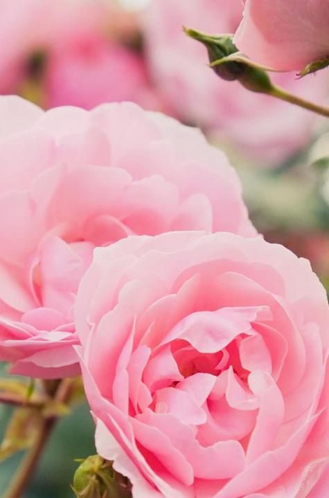 Immagine prodotto Khadi Rose Repair (50 ml)