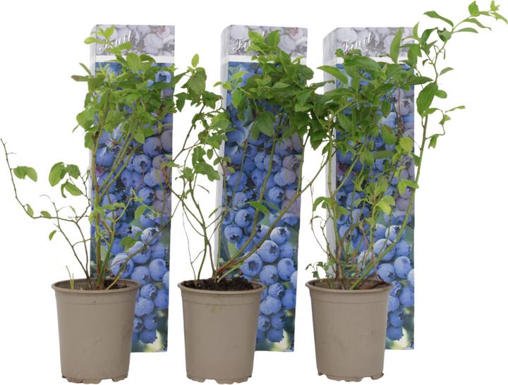 Image du produit Plant in a Box Vaccinium corymbosum 'Sunshine Blue' - 3er Set Blaubeere (25 cm)