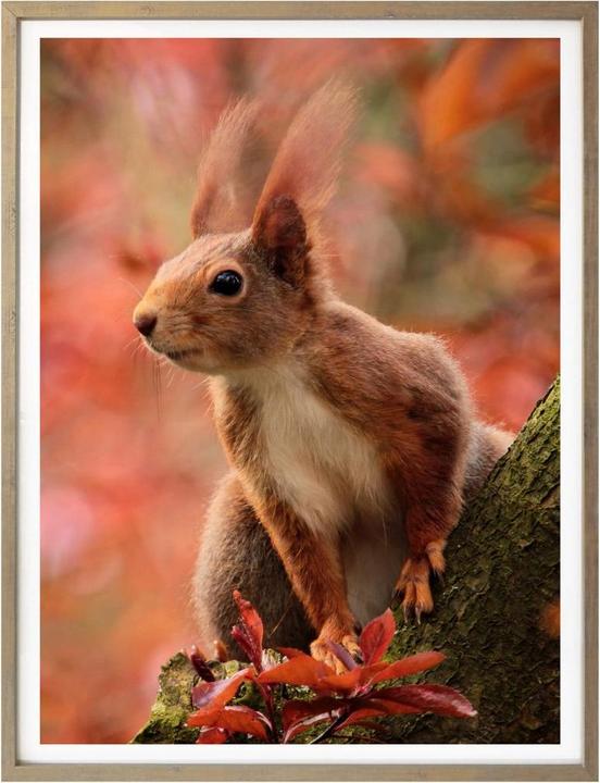 Produktbild Trenddeko Eichhörnchen 01 (50 x 60 cm)