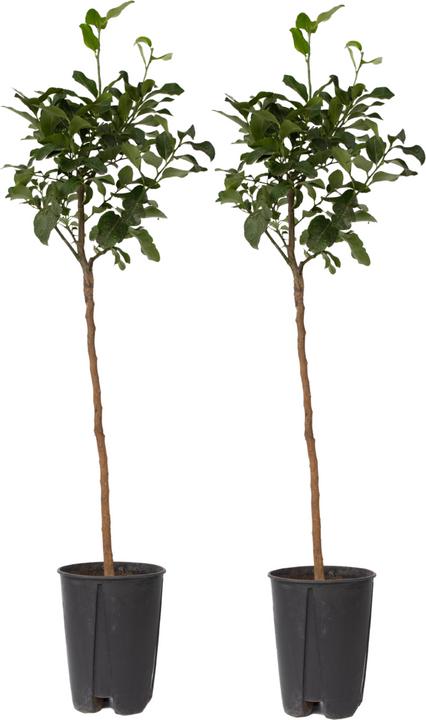 Produktbild Plant in a Box Citrus aurantium Tarocco - (90 cm)