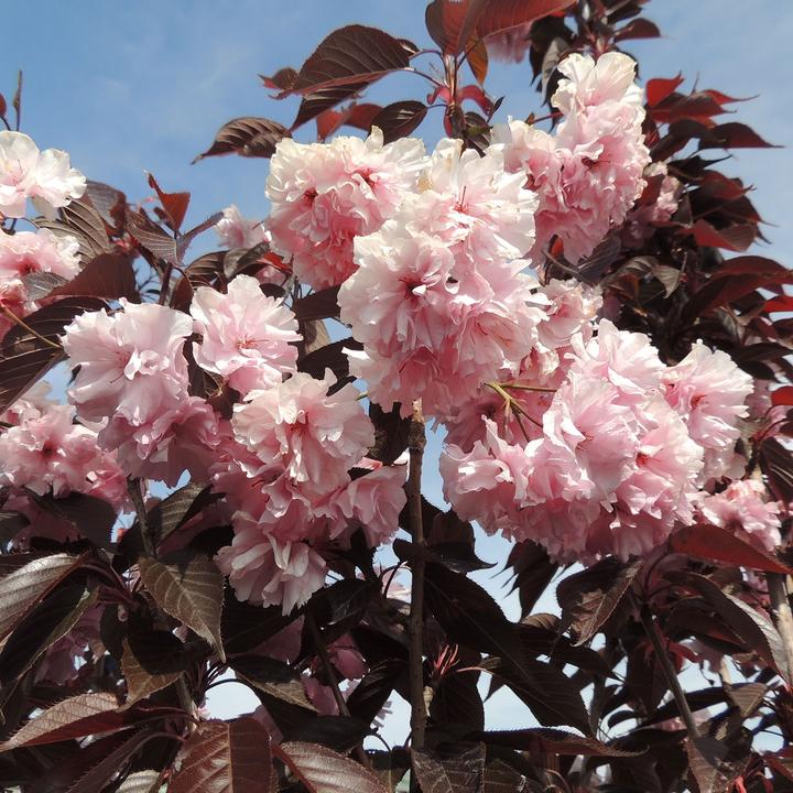 Image du produit Zulauf Jap. Nelken-Kirsche / Prunus serr. 'Royal Burgundy' (80 cm)