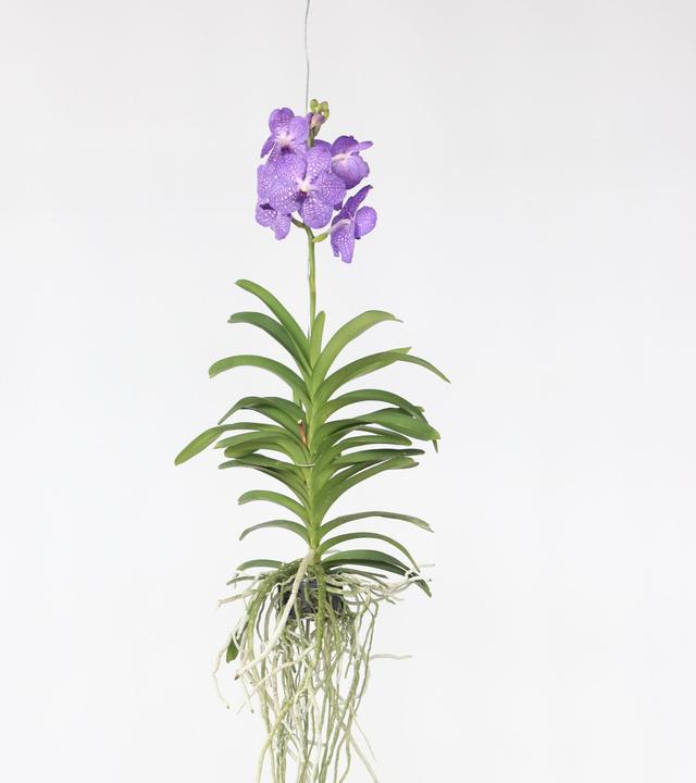 Produktbild Plant in a Box Vanda 'Blue' - Orchidee (60 cm)