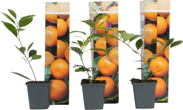 Produktbild Plant in a Box Citrus mitis Calamondin - Orangenbaumen (25 cm)