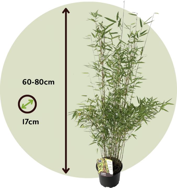 Produktbild Plant in a Box Fargesia nitida 'Red Dragon' - 2er Set Roter Drachenbambus (60 cm)