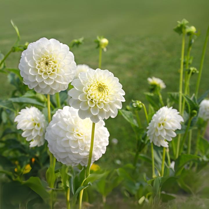Produktbild Plant in a Box Dahlia Boom Boom White - 3er Set Dahlien (10 cm)