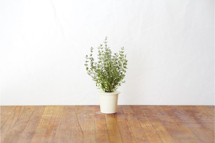 Actual product image Click and Grow Thyme (Herb seeds)