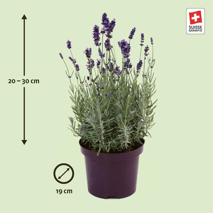 Produktbild Zulauf Lavendel / Lavandula angustifolia 'Hidcote' (20 cm)