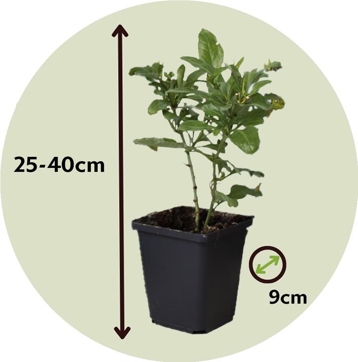 Actual product image Plant in a Box Plumbago auriculata - Set of 3 Male Loyalty (25 cm)