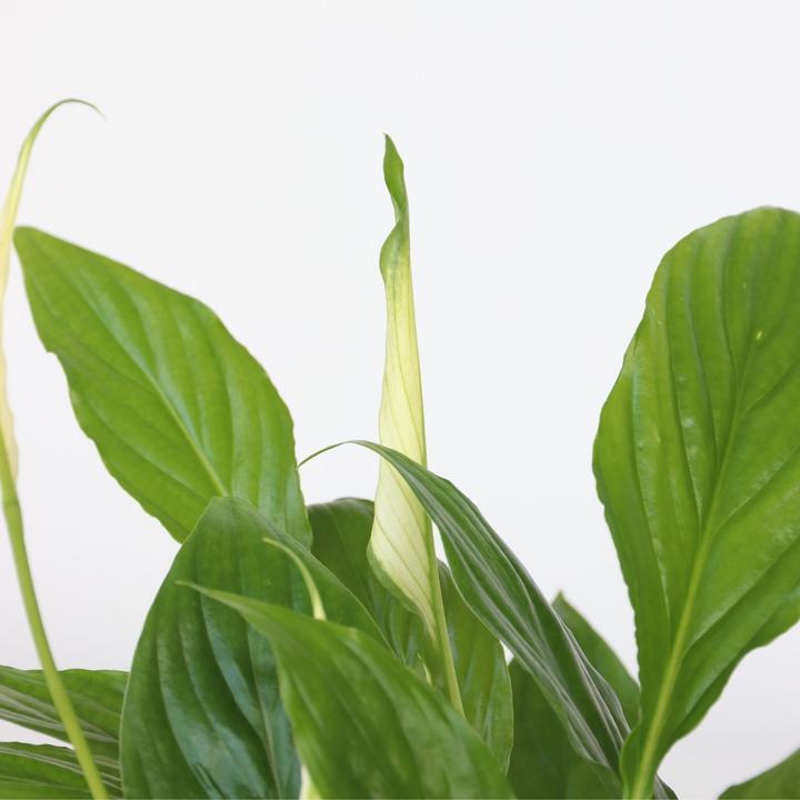 Actual product image Plant in a Box Areca, Asplenium, Clusia, Philodendron, Spathiphyllum - 5 Mix Air Purifying Plants (25 cm)