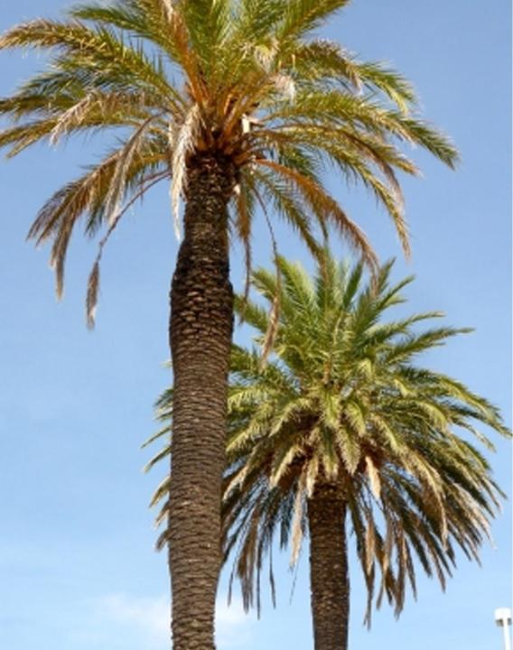 Produktbild Tropica Echte Dattelpalme Phoenix Dactylifera (Pflanzensamen)