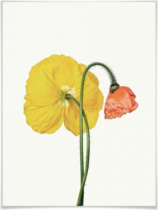 Actual product image Trenddeko The red and yellow flower (24 x 30 cm)