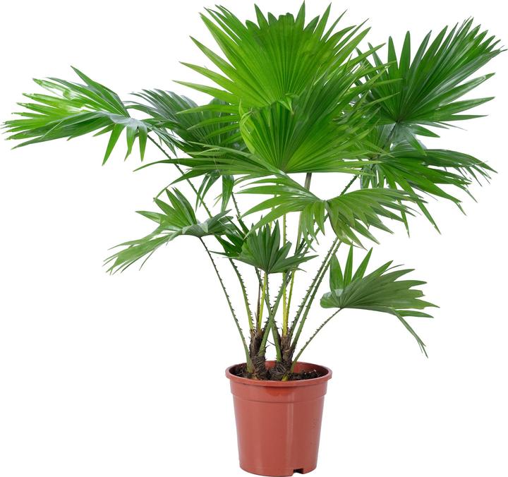 Produktbild Flowerbox Zimmerpalme - Livistona (60 cm)