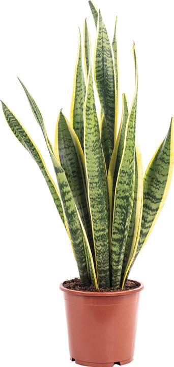 Actual product image Flowerbox Bow hemp - Sansevieria trifasciata Laurentii (45 cm)
