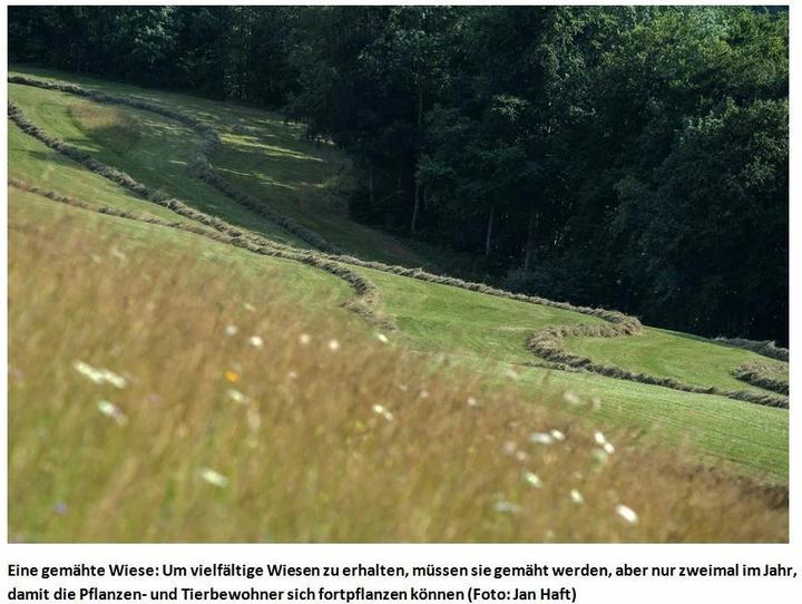 Produktbild Die Wiese (Deutsch, Jan Haft, 2019)
