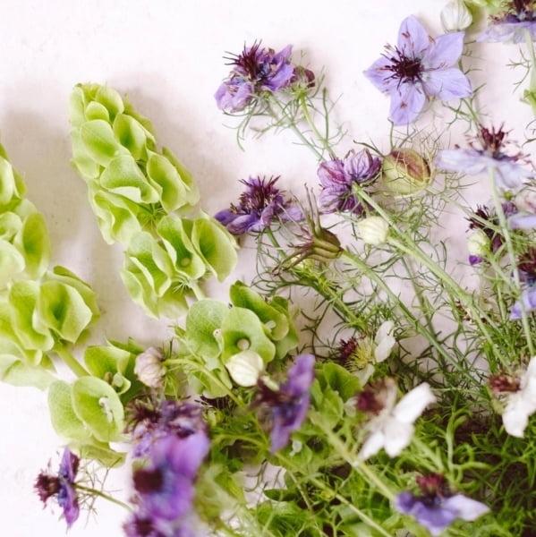 Produktbild Jora Dahl Samenmischung Cool Flowers (Keimlinge)