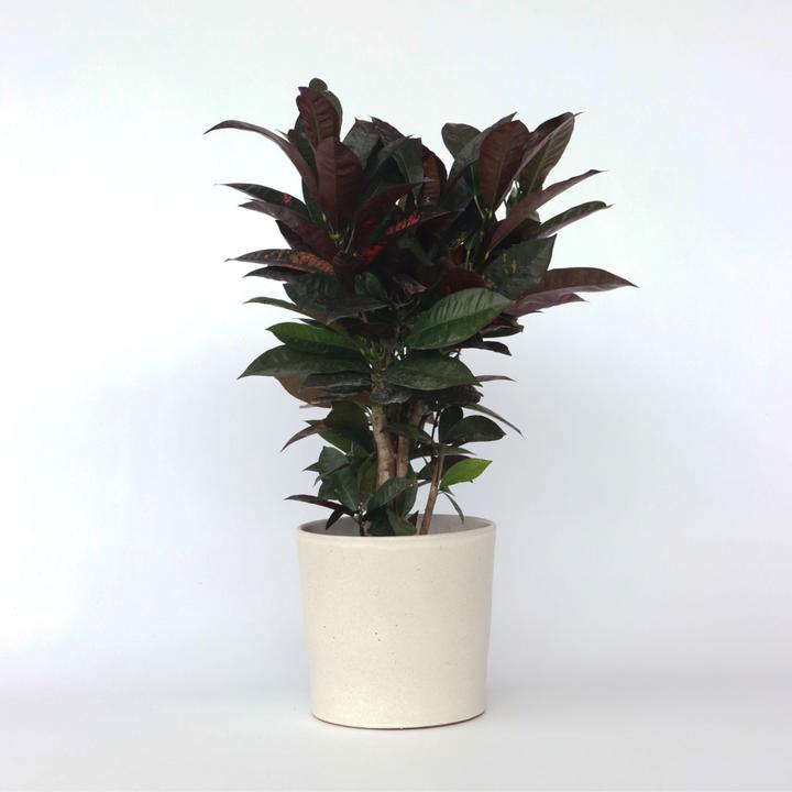 Actual product image Plant in a Box Codiaeum variegatum 'Mrs. Iceton' - Croton (60 cm)