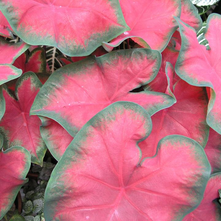 Actual product image Plant in a Box Caladium Postman Joyner - Set of 2 Arum (25 cm)