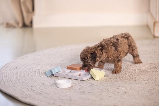 Actual product image Beeztees Puppy braingame Lot (Intelligence toy dog)