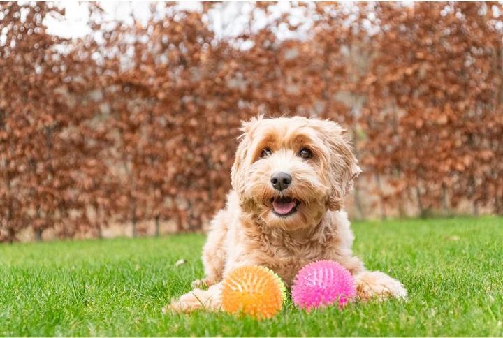 Produktbild Dog Comets Exoplanet Orange M (Ballspielzeug Hund)