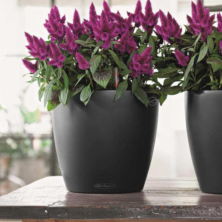 Actual product image Lechuza Classico Color (34.50 cm)