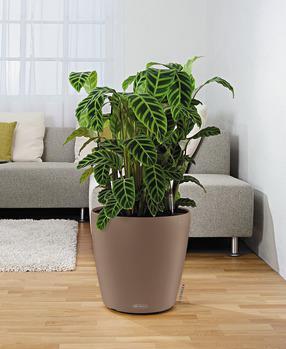 Actual product image Lechuza Classico Color (42 cm)