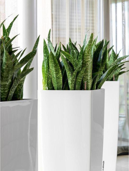 Actual product image Lechuza Cubico Alto (39.50 cm)