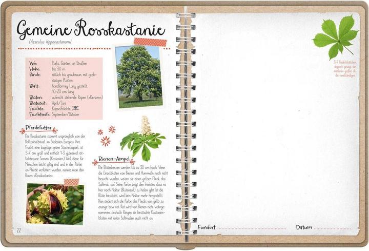 Actual product image Naturforscher-Kids – Blüten und Blätter entdecken und sammeln (German, Anna Linstadt, 2024)
