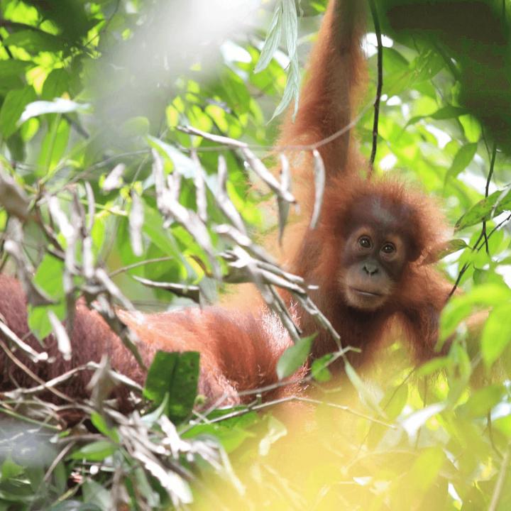 Produktbild Tropical Mountains Sumatra (100 x Port.)
