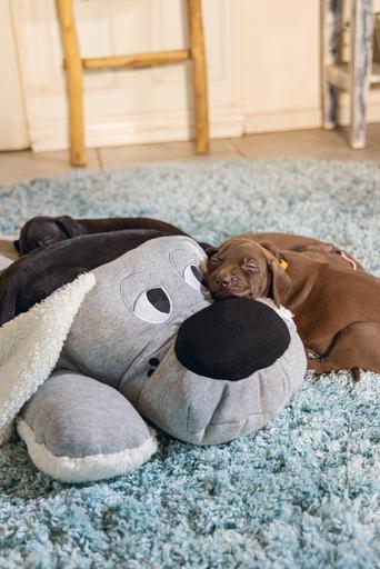 Actual product image Beeztees Boomby (Puppy Toy)