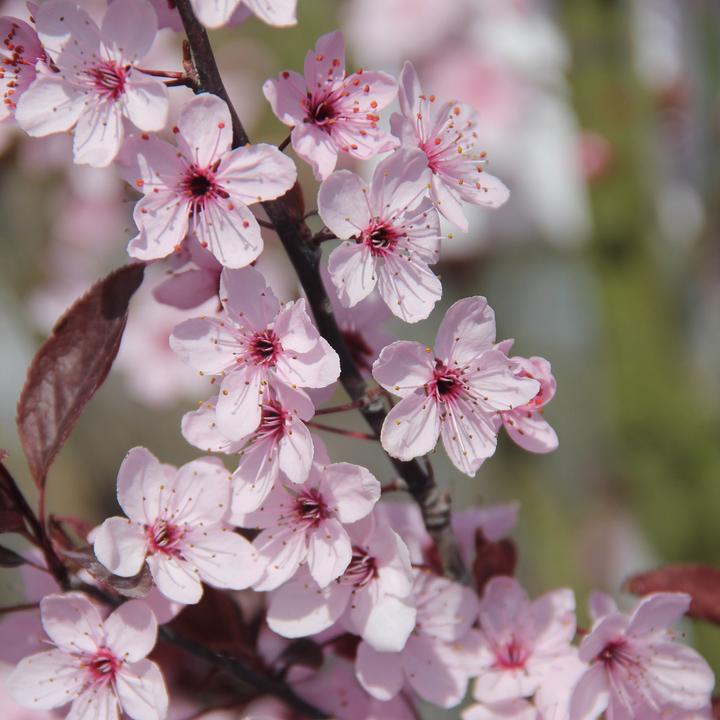 Produktbild Zulauf Zwerg-Blut-Pflaume / Prunus cistena (125 cm)