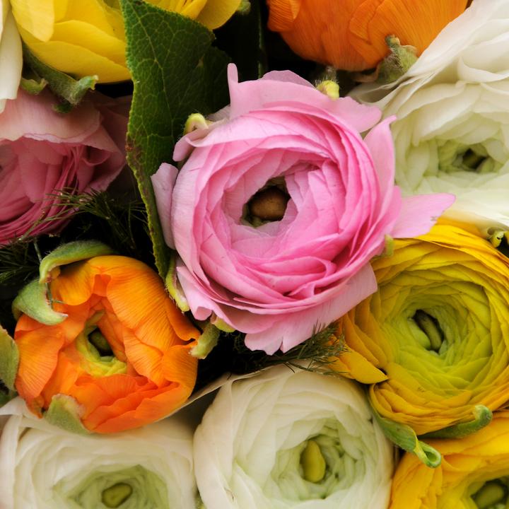 Produktbild Plant in a Box Ranunculus - 80er-Set Ranunkeln (10 cm)