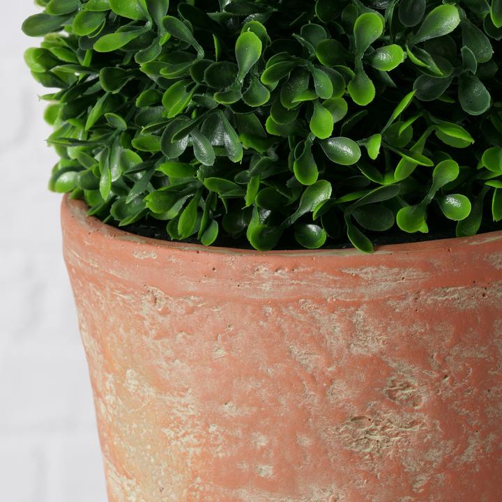 Actual product image Boltze Home Boxwood (24 cm)
