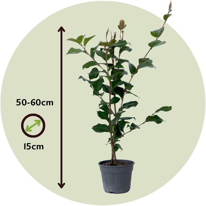 Image du produit Plant in a Box Camellia japonica Dr. King - Camélia japonais (60 cm)