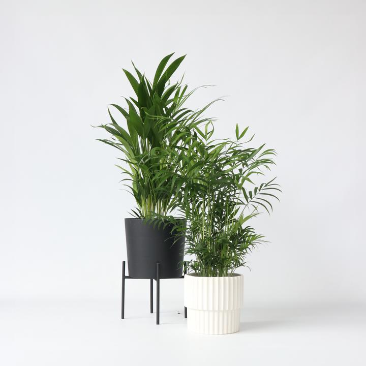 Produktbild Plant in a Box Chamaedorea Elegans, Dypsis lutescens - 2er Mischung Indoor Palme (60 cm)