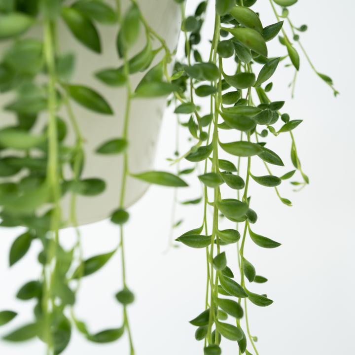 Produktbild Plant in a Box Senecio Rowleyanus - Perlenkette (20 cm)
