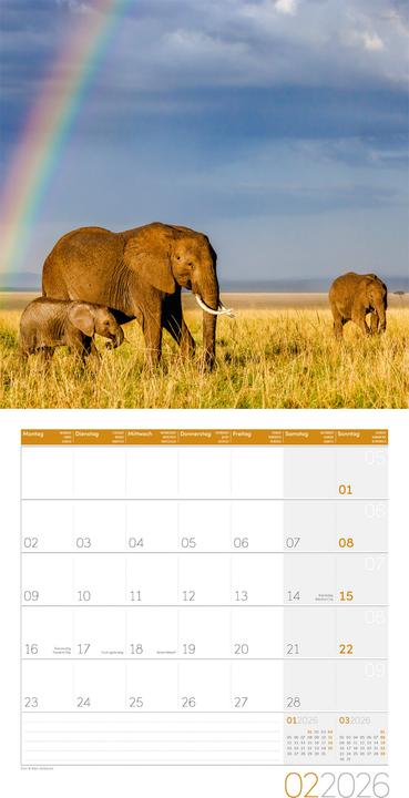 Actual product image Elefanten Kalender 2026 - 30x30 (30 x 30 cm, Hardcover, German, French, Italian, English)